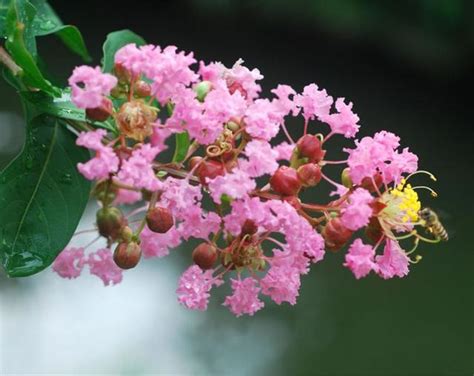 紫薇花種植|【紫薇種植】紫薇種植｜一次搞懂！種植、照顧、開花時間全攻略 